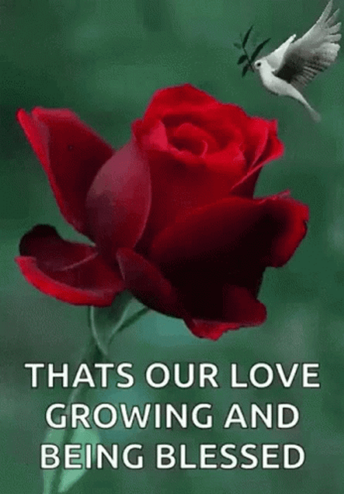 Blessed Wednesday Flying Bird GIF
