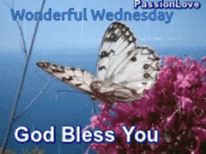 Blessed Wednesday White Wings Butterfly GIF