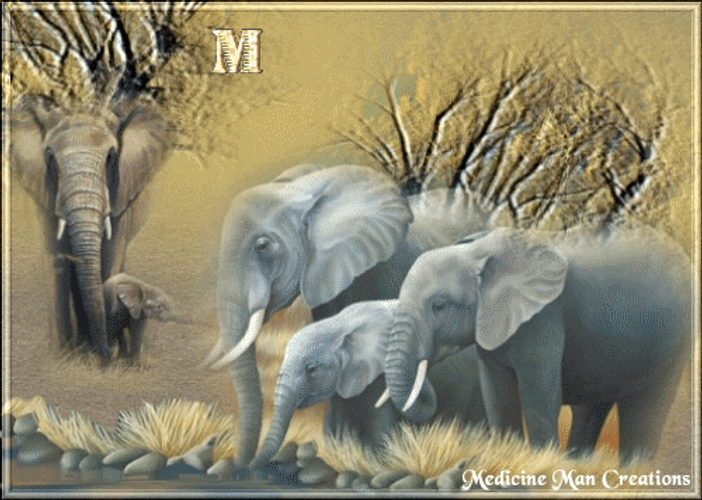 Blessings Elephants Graphics GIF