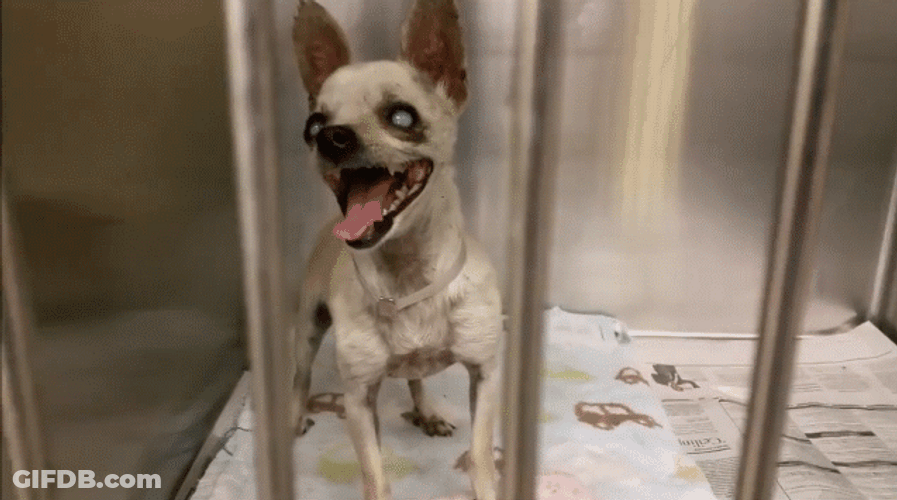 Blind Dog Chihuahua Smile GIF