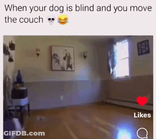 Blind Dog Moving Couch GIF