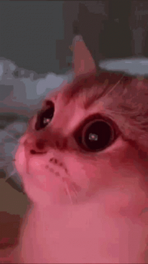 Blinking Cat Heart Eyes GIF