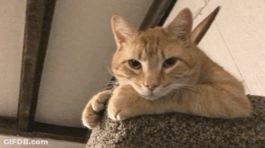Blinking Cat Relaxing GIF
