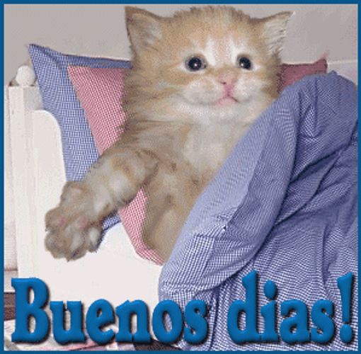 Blinking Cute Kitten Buenos Dias Amor GIF