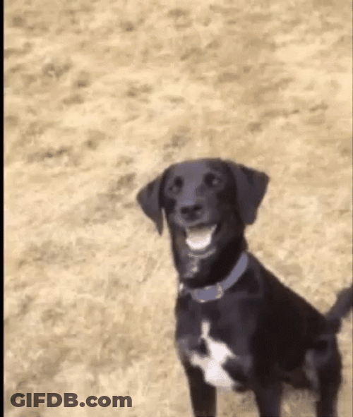 Blinking Eyes Black Dog Laughing GIF