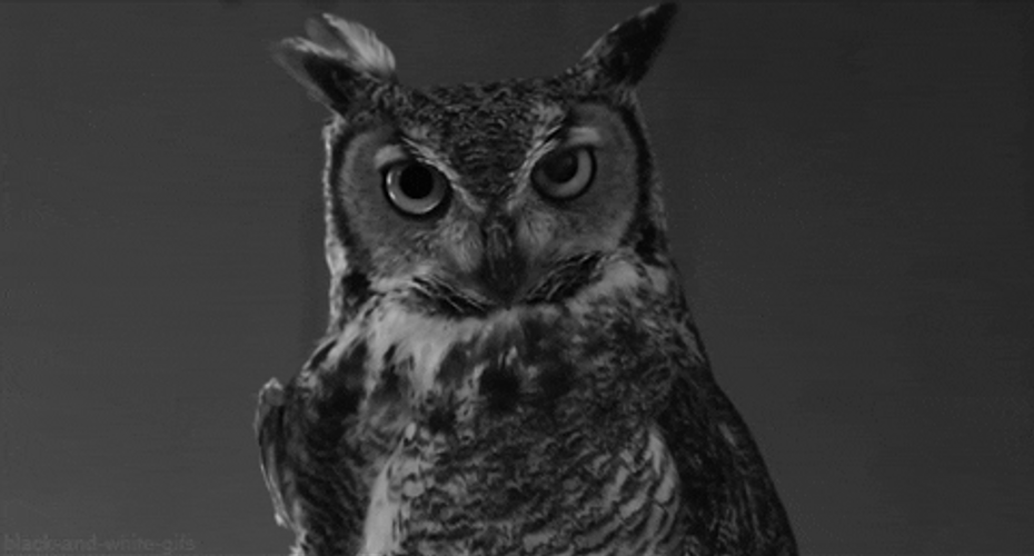 Blinking Owl Greyscale GIF