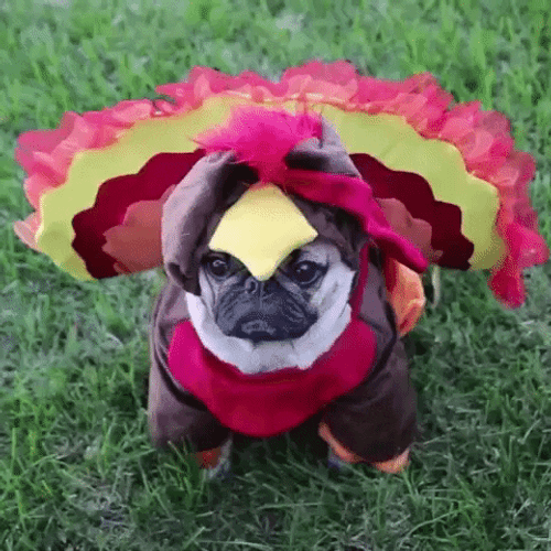 Blinking Pug Halloween Costume GIF