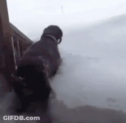 Blizzard Dog Drowning In Snow Fail GIF