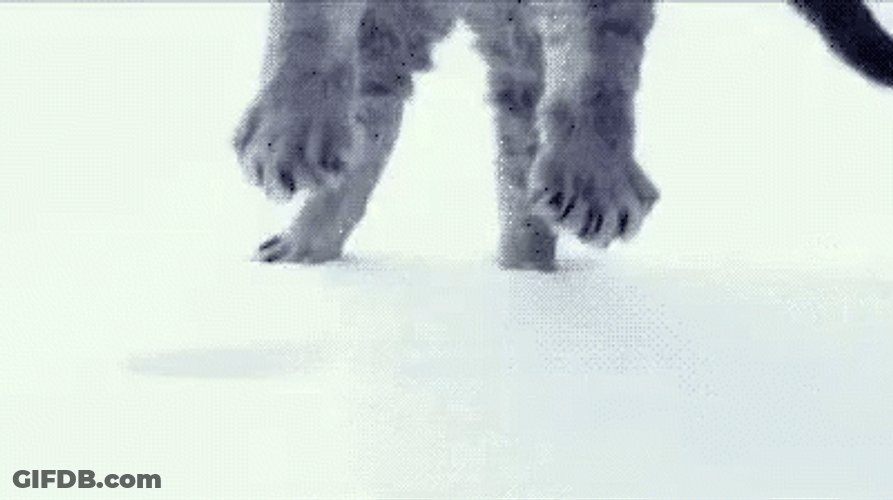 Blizzard Kitty Jumping Deep Snow GIF