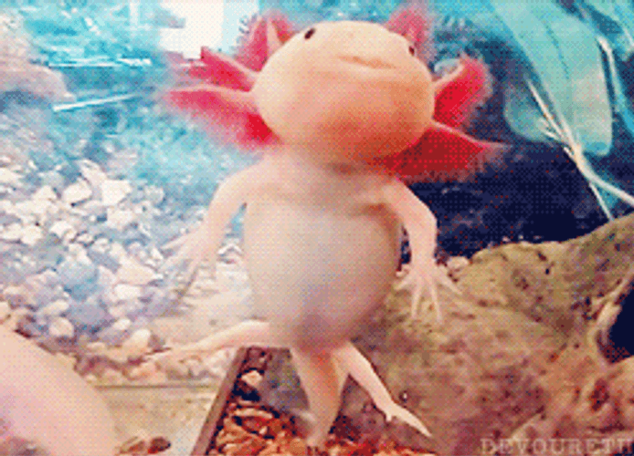 Bloated Axolotl Moving Away GIF