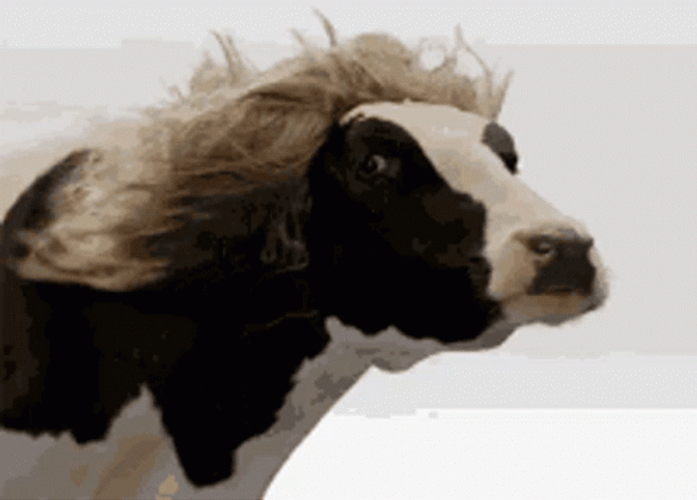 Blonde Wig Funny Cow Windy GIF