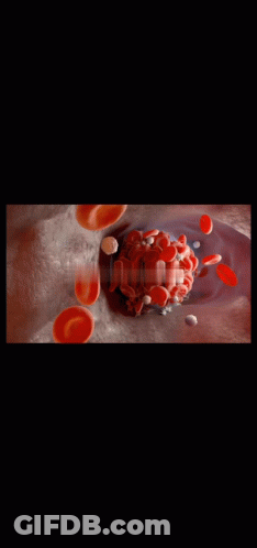 Blood Cells Moving Through Blood Vessel GIF