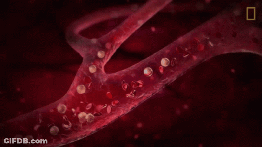 Blood Circulatory System Delivering Nutrients And Oxygen GIF