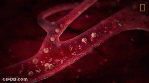 Blood Vessel Illustration With National Geographic Logo GIF