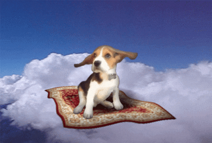 Bloodhound Dog Riding A Magic Carpet GIF