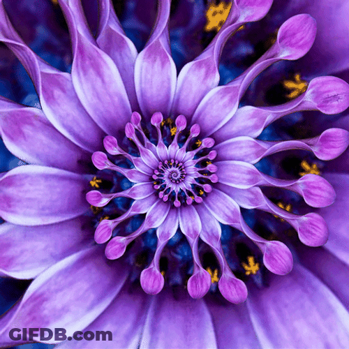 Blooming African Daisy Spiral Loop GIF