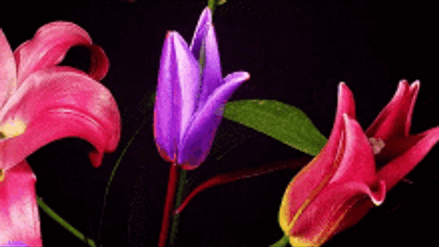Blooming Alpine Clematis Flowers GIF