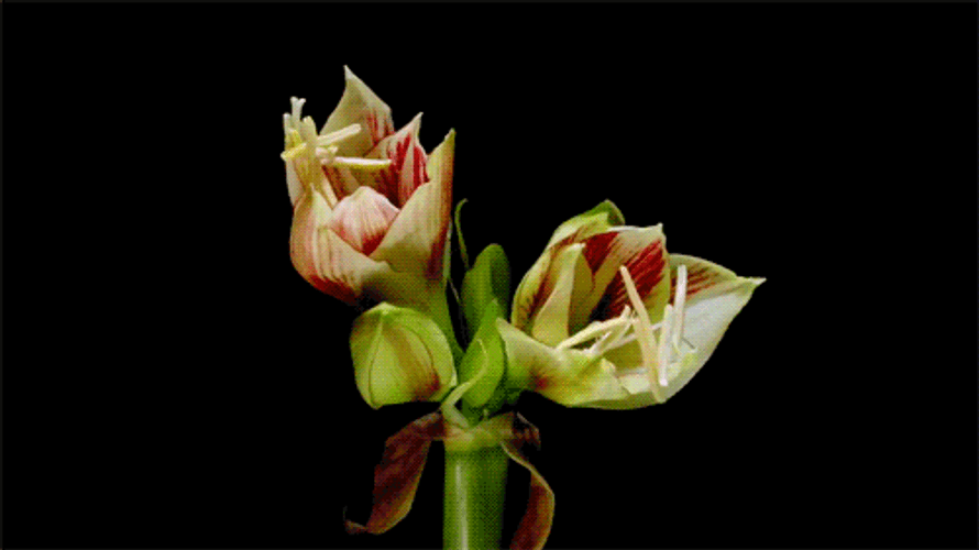 Blooming Amaryllis Flowers Timelapse GIF