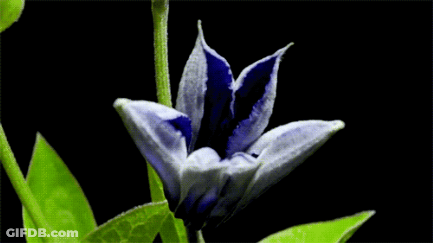 Blooming Apple-Of-Peru Flowers GIF