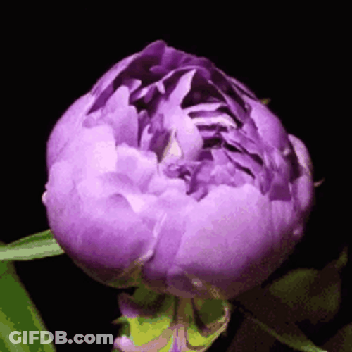 Blooming Chinese Peony Flower GIF