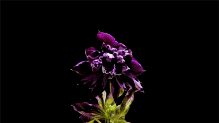 Blooming Common Columbine Flowers GIF