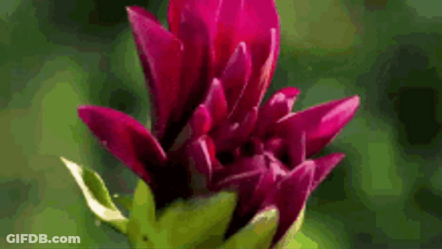 Blooming Dahlia Flower GIF