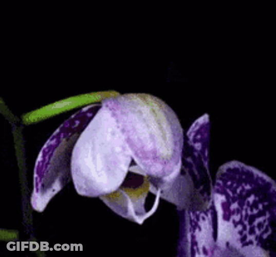 Blooming Dendrobium Kingianum Flower GIF