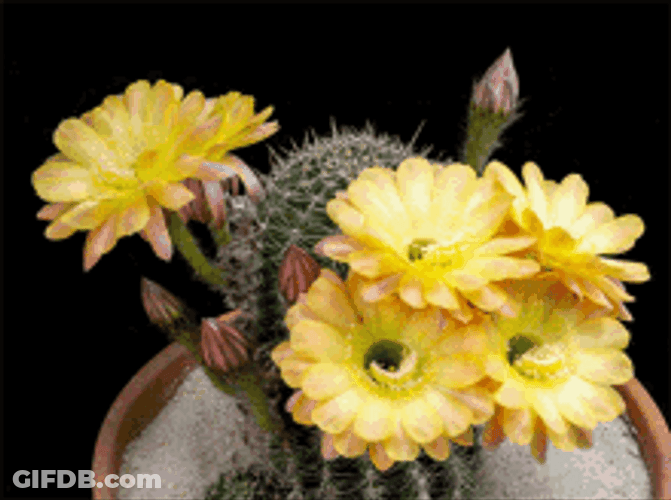 Blooming Echinopsis Silvestrii Flower GIF