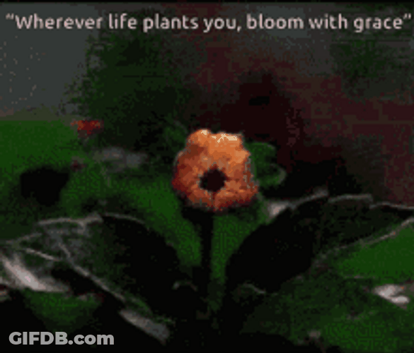 Blooming Flower With Saying GIF