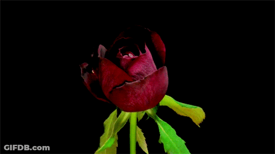 Blooming Garden Rose GIF