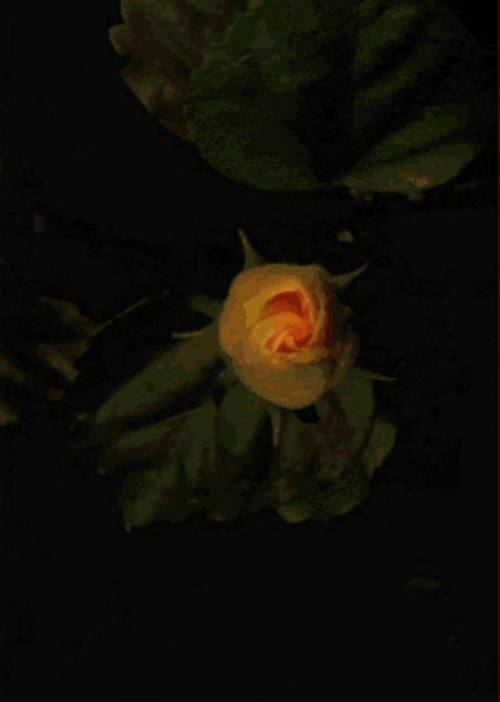 Blooming Golden Celebration Flower GIF