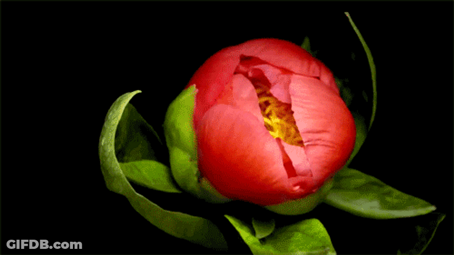 Blooming Gorgeous Flowers GIF