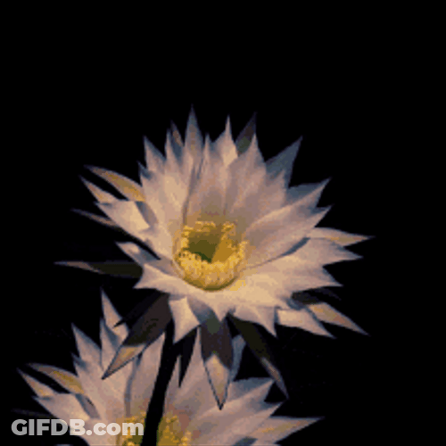Blooming Large Cactus Flower GIF