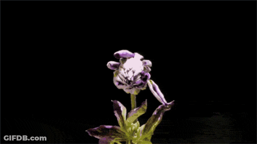 Blooming Lavender Flowers GIF