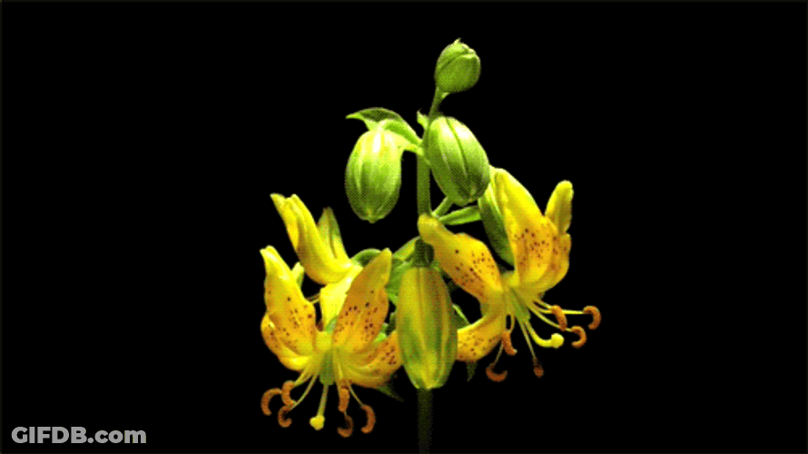 Blooming Lilium Hansonii Flowers GIF