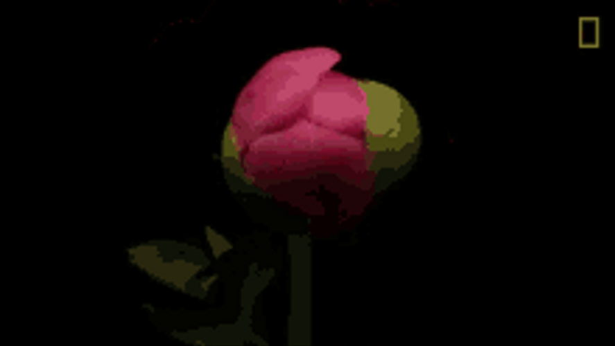 Blooming Lotus Flower GIF
