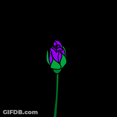 Blooming Neon Purple Rose Flowers Animation GIF