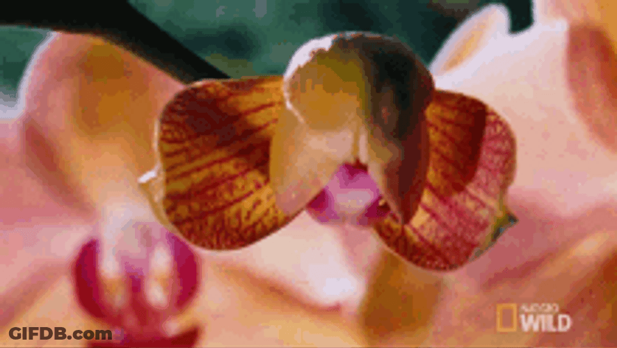 Blooming Orchids Flower GIF