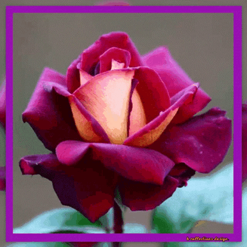 Blooming Pink Flores GIF