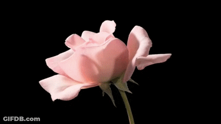 Blooming Pink Garden Rose Flowers GIF