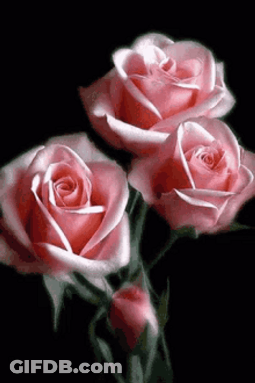 Blooming Pink Rose Flower GIF