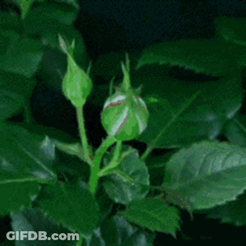 Blooming Red Rose Flower GIF