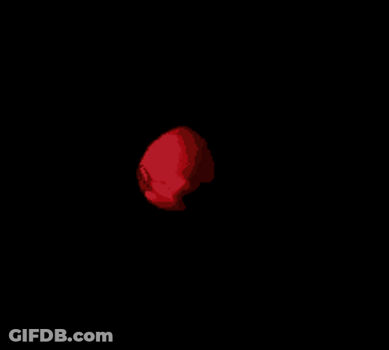 Blooming Red Rose Flower In The Dark GIF