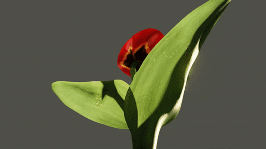 Blooming Red Rose GIF