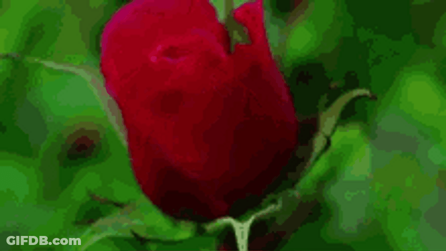Blooming Rose Flower GIF