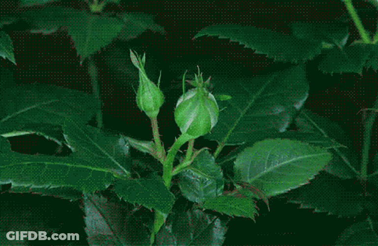Blooming Rose Flowers GIF