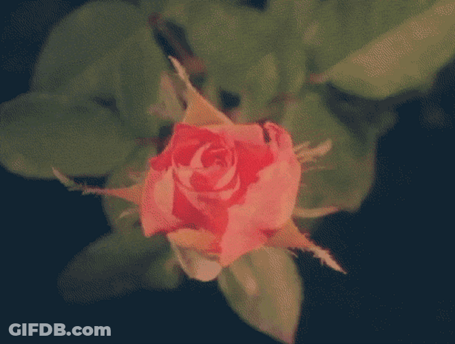 Blooming Rose Garden Flower GIF