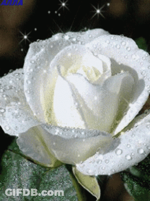 Blooming White Flower GIF