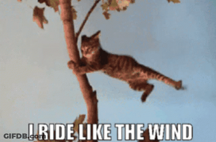 Blown Away Cat Grabbing On Tree GIF
