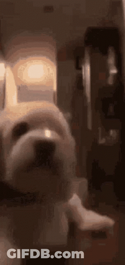 Blown Away Dog Stuffed Toy GIF